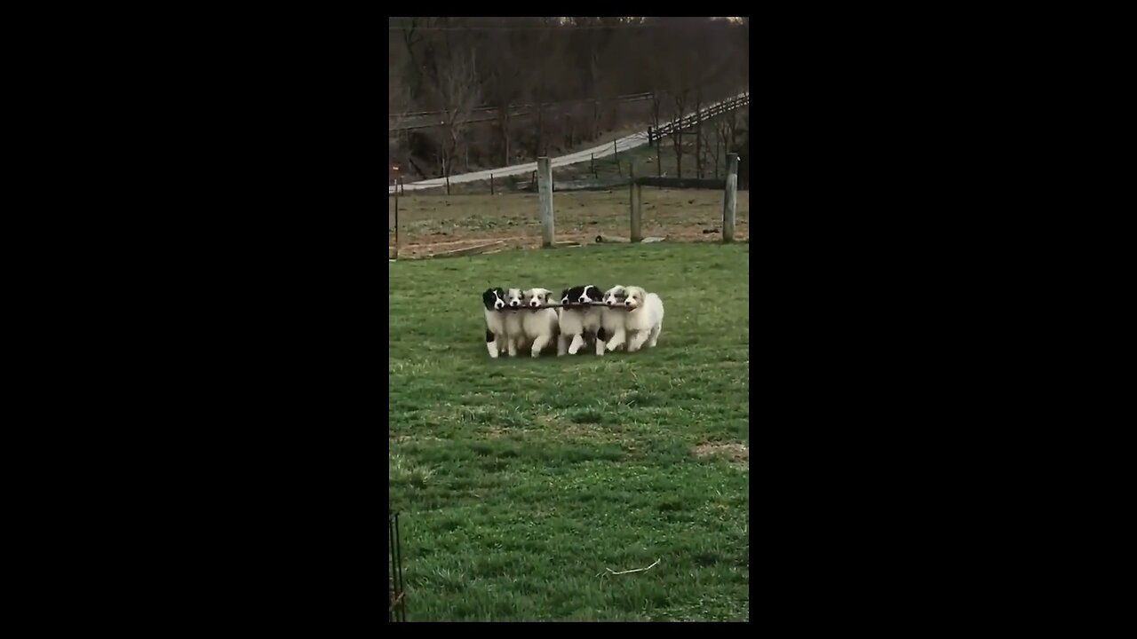 “Fun-Filled Doggy Playtime with Our Adorable Pack!”