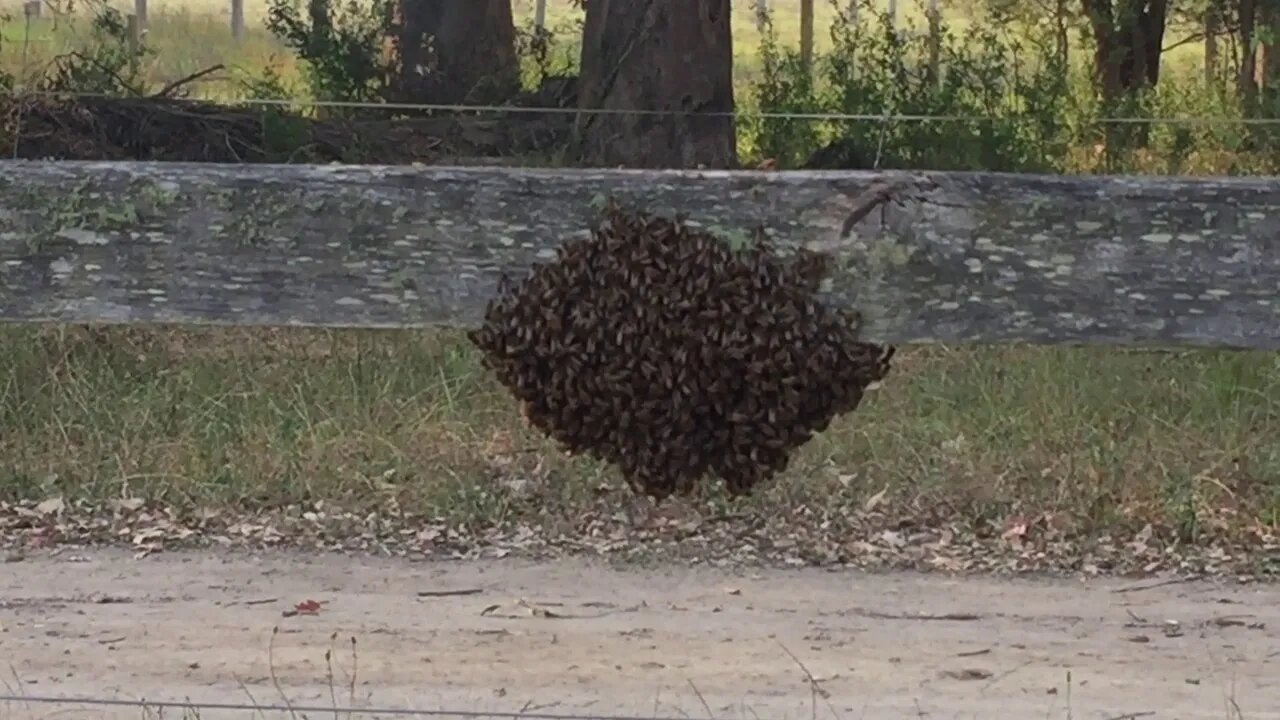 Bee swarm escaping the bush fires part 2