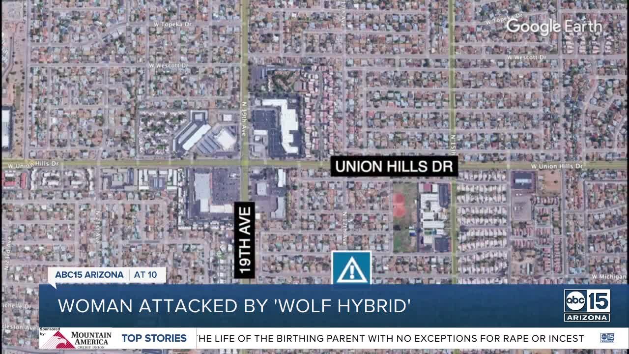 FD: Woman hospitalized after bitten by 'wolf hybrid'