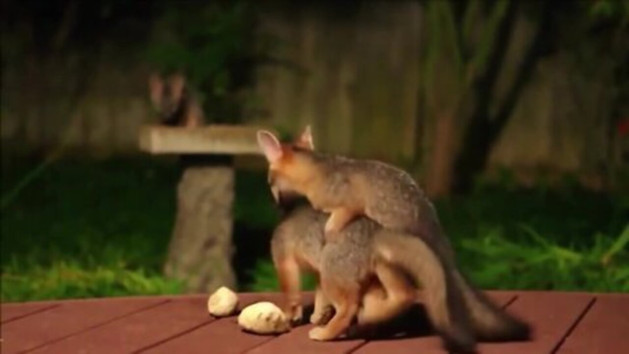 baby fox having fun like a child