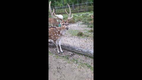 It's antler growing season in the buck pen.