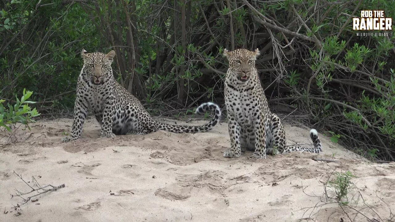 Hukumuri Female Leopard And Son - Presented By Liaan Lategan