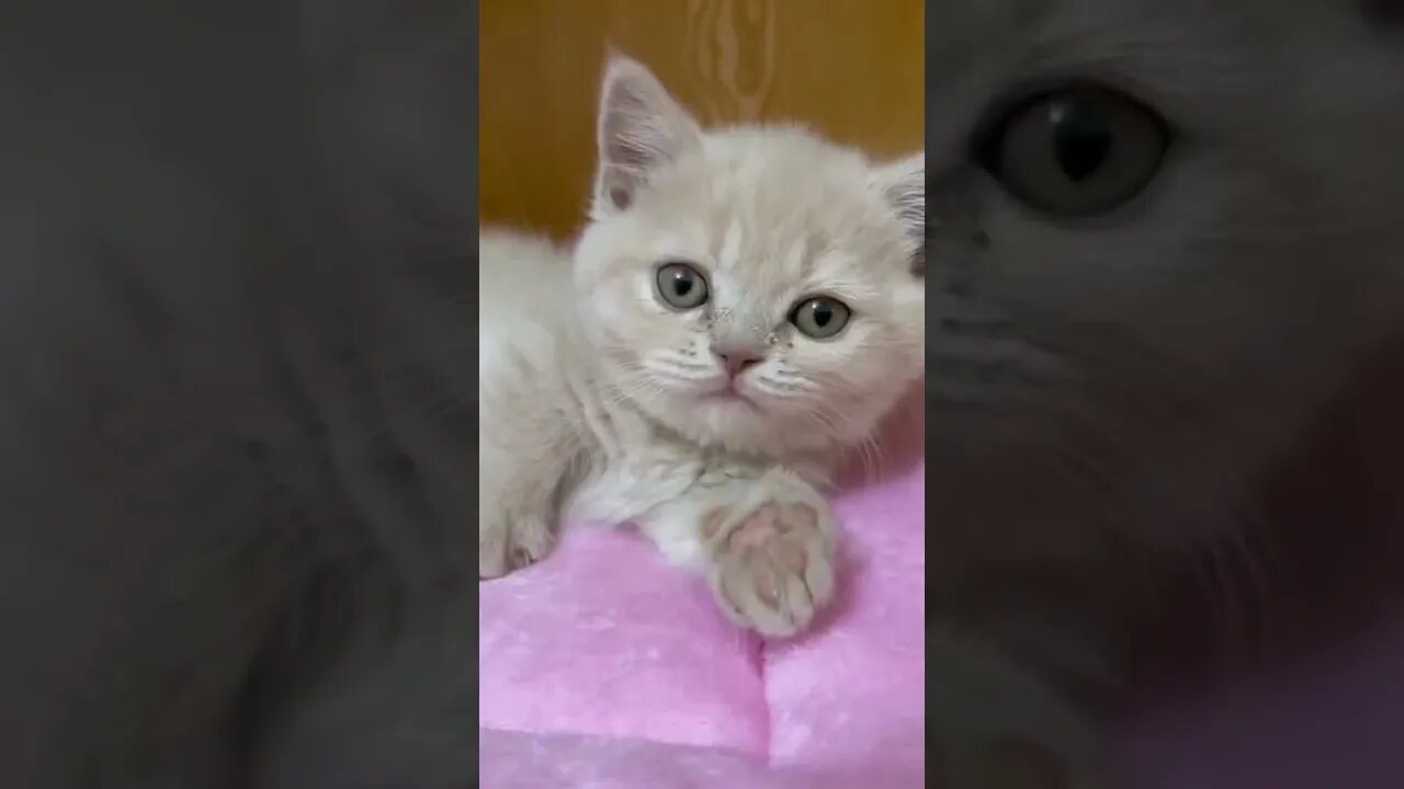 Baby Cat#024