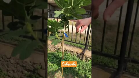 It’s about dAng time! FIG FRUIT is finally Borne! 😋 #shorts #viral #tiktok