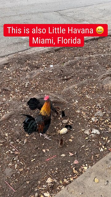 This is also Little Havana 😄 #Miami, #Florida