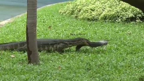 Lizard relocation project underway in Bangkok