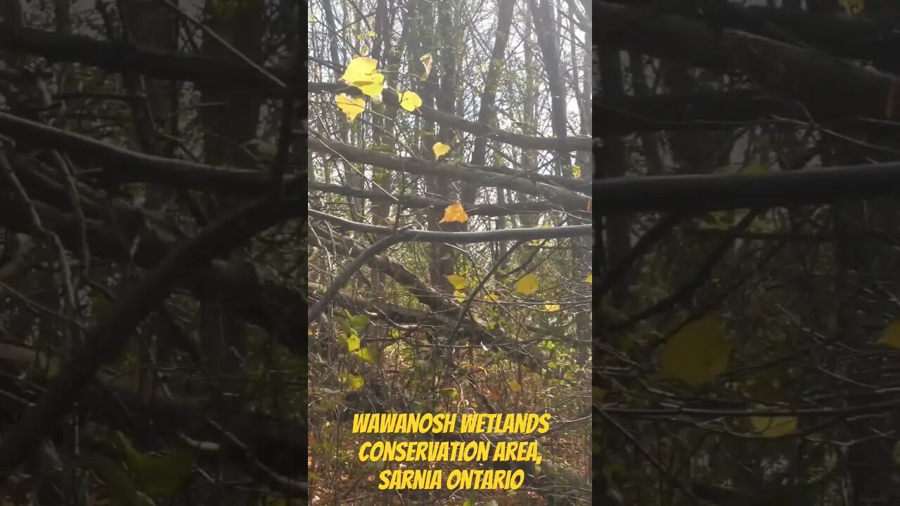 Tree Structures At Wawanosh Wetlands Conservation Area, Sarnia Ontario