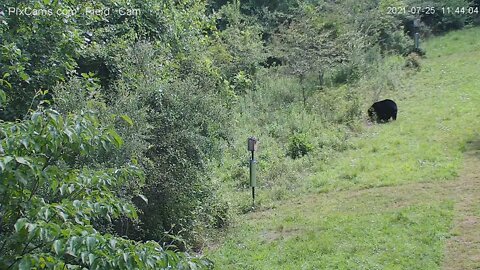 Pixcams Field Cam Black bear checks out Bluebird boxes 7/25/21