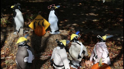 The 'Penguin Lady' shares the origin of the iconic Bradley Road Penguins in Milwaukee