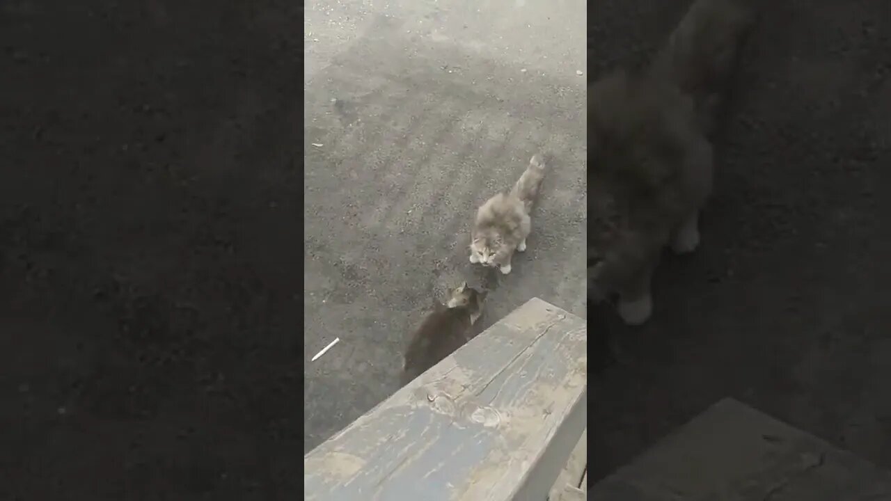 homeless cats having some tuna