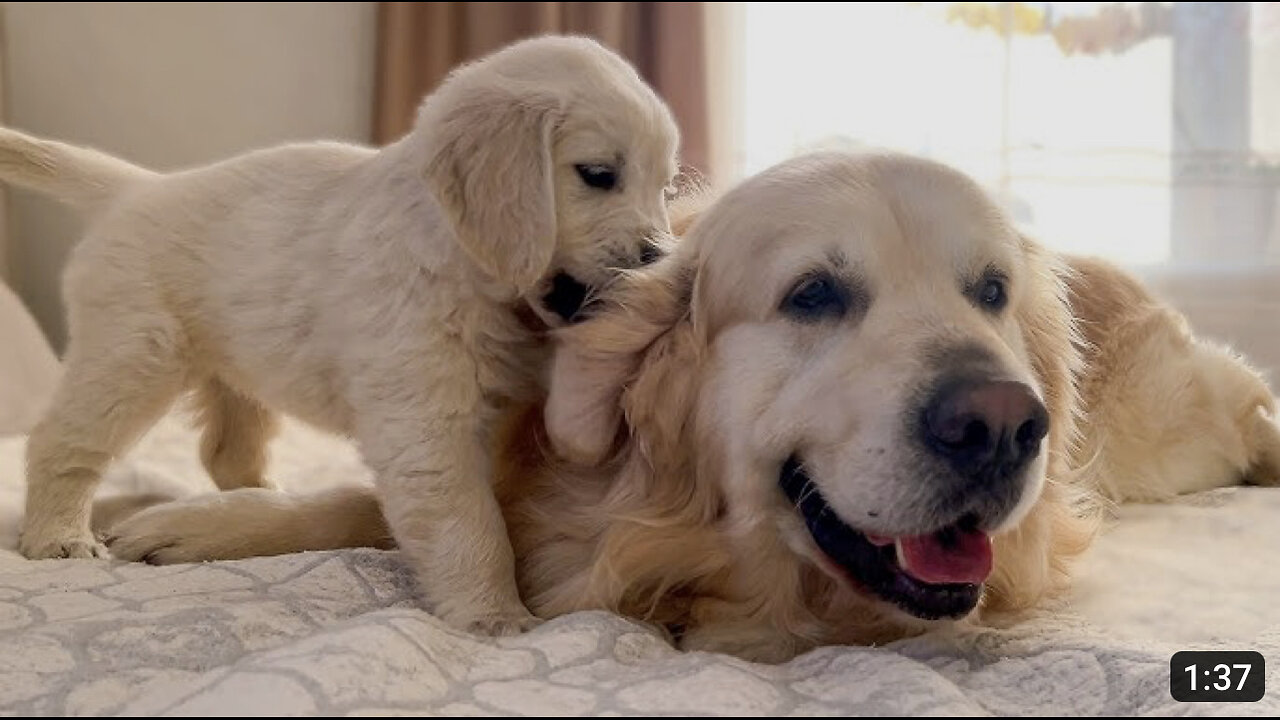 What does a Puppy do when a Golden Retriever ignores him