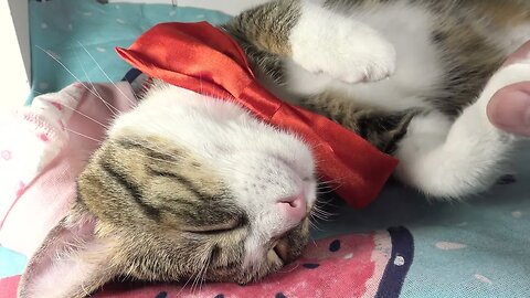 Sweet Cat Wears a Red Bow