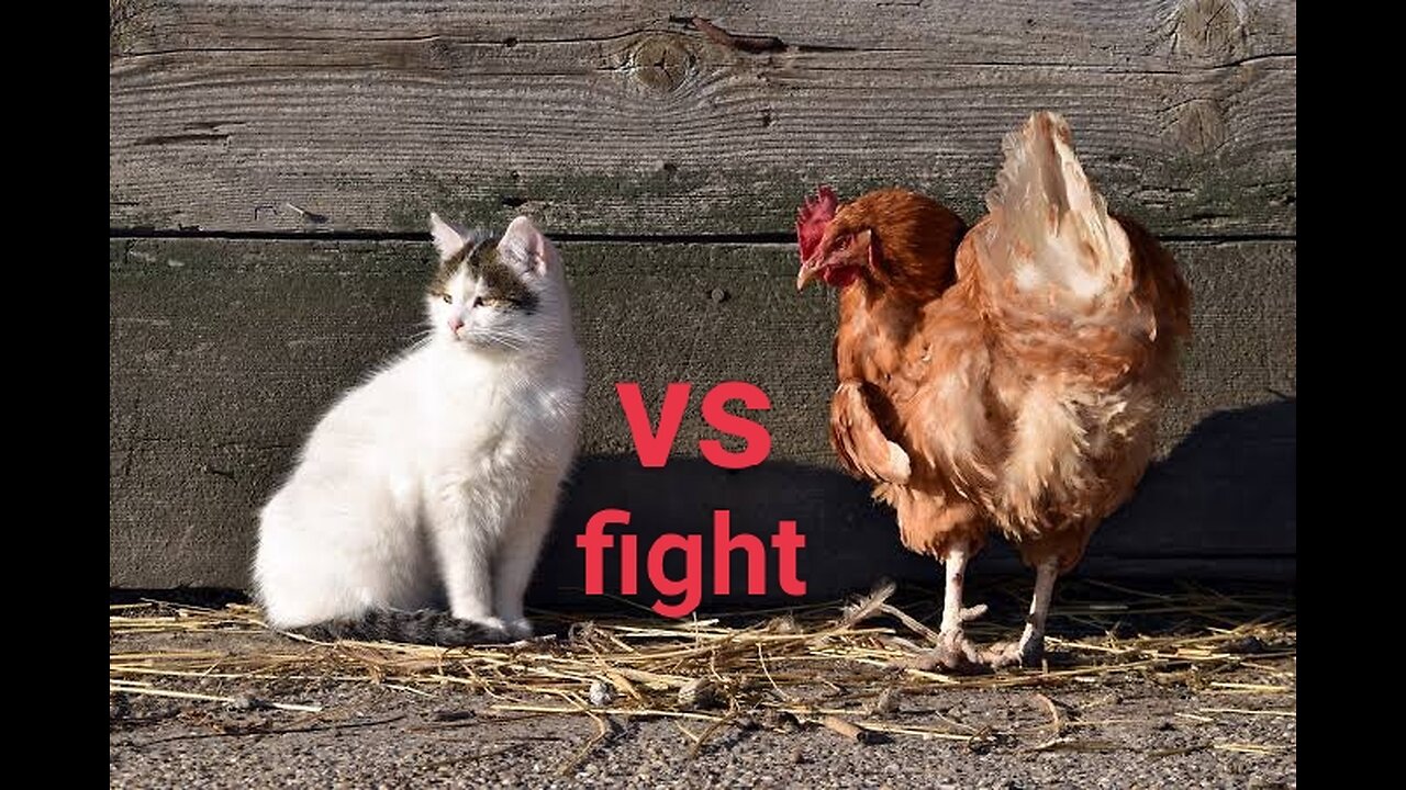 Funny cat VS chicken fight video