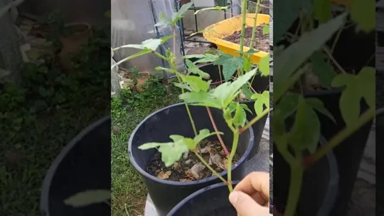 Garden Tour: Castor Bean Plant
