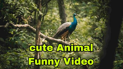 Cute Animal Funny Video