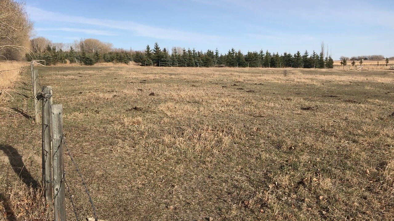 New Tree Field Preview