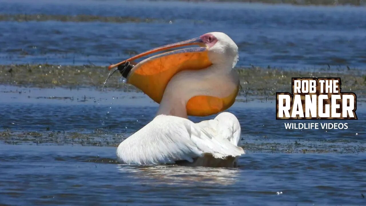 Great White Pelican Trying To Swallow A Fish | Zebra Plains Safari | Amboseli