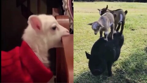 Cute baby animals Videos Compilation.2.