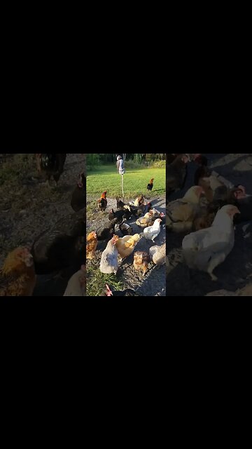 It's A Chicken Eat Peanut World Out Here #chickens #chickenshorts #backyardchickens