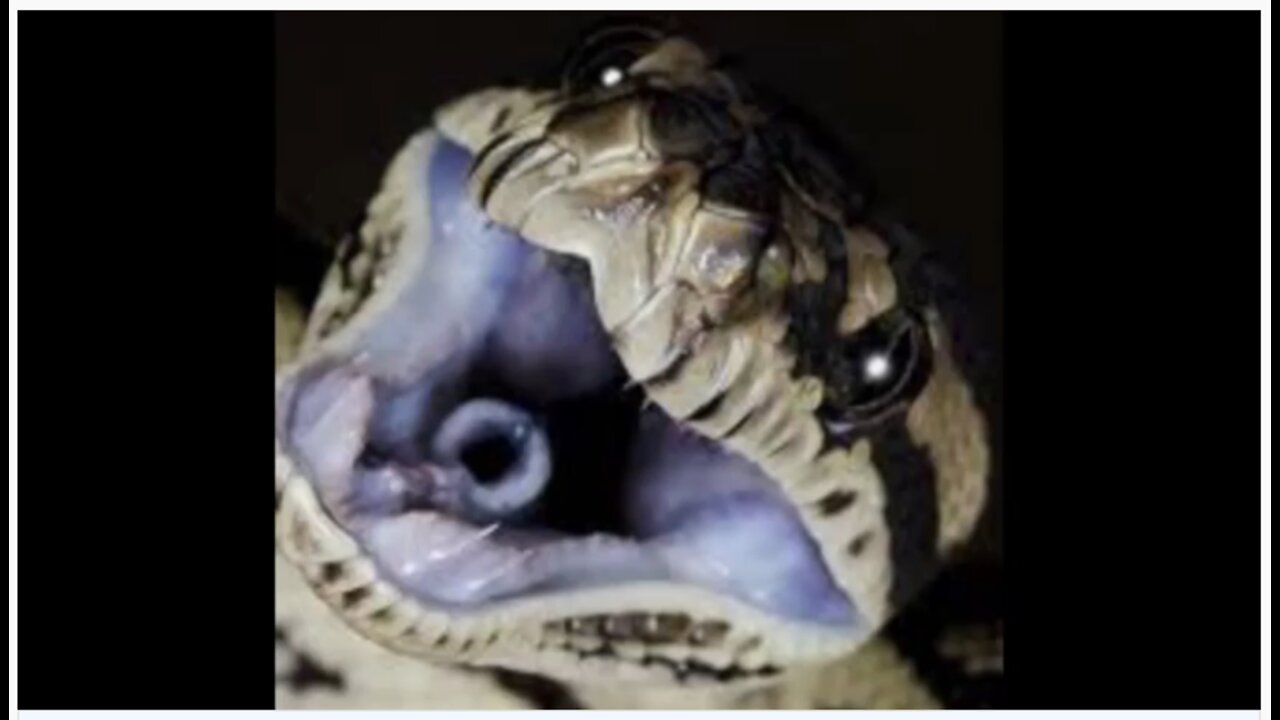 Reptilian Tongue Hillary Clinton