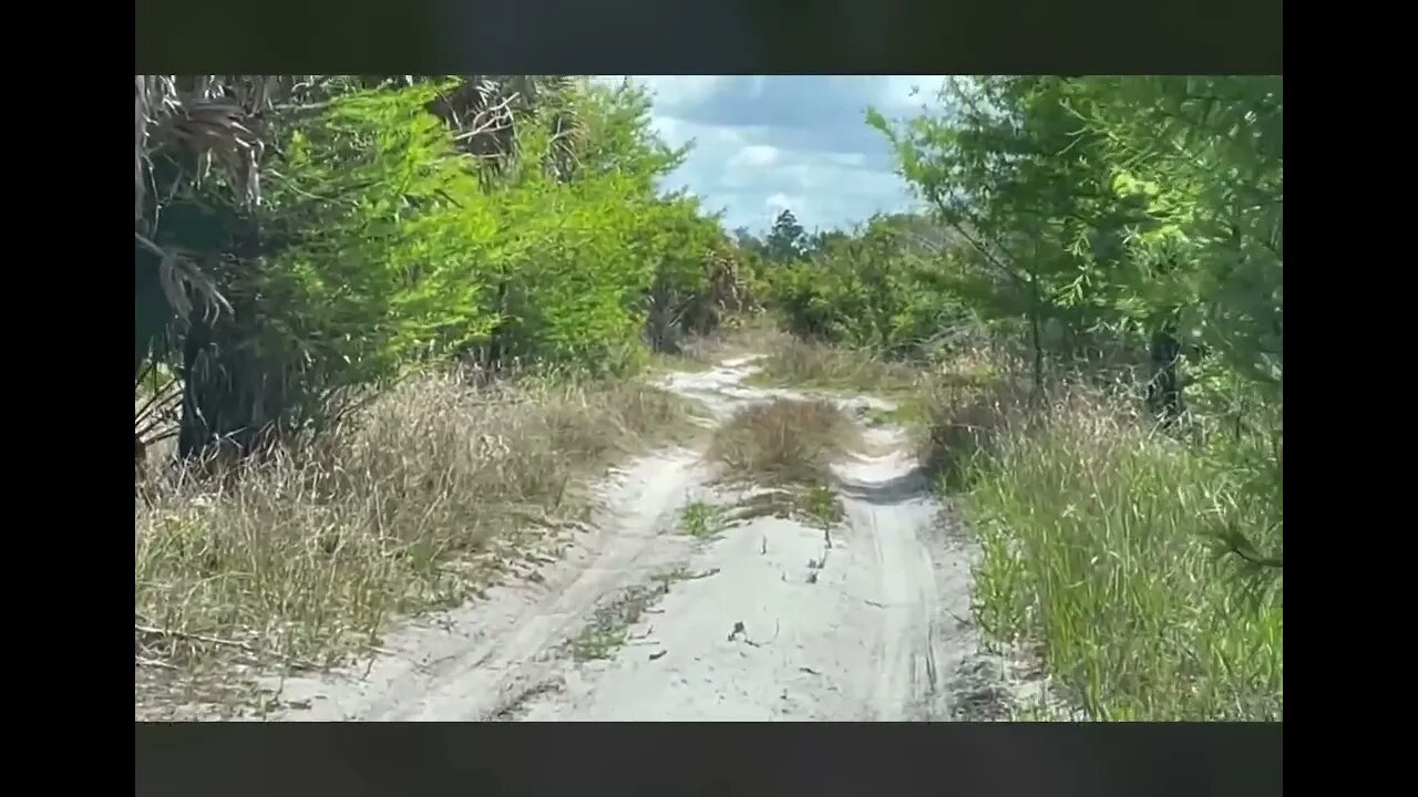 4/17/2022 PICAYUNE FOREST TRAILS CONTINUED….LARGE BIRD RUNNING