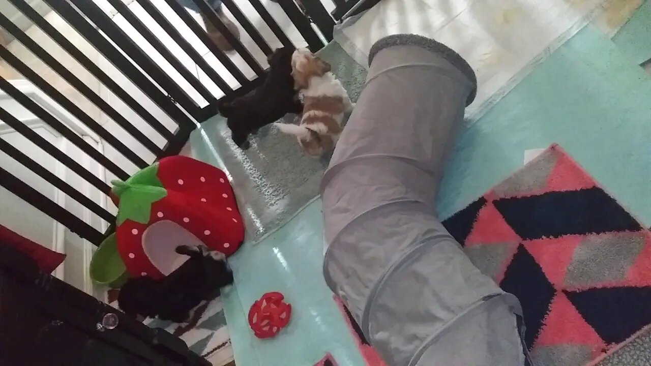 I Litter...5.5 weeks old