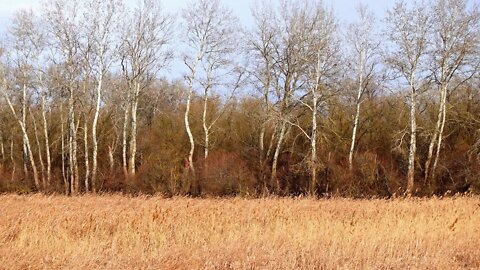 Birdsong in April sounds of Swamp dwellers . Relaxation for sleep, each of us has a favorite time