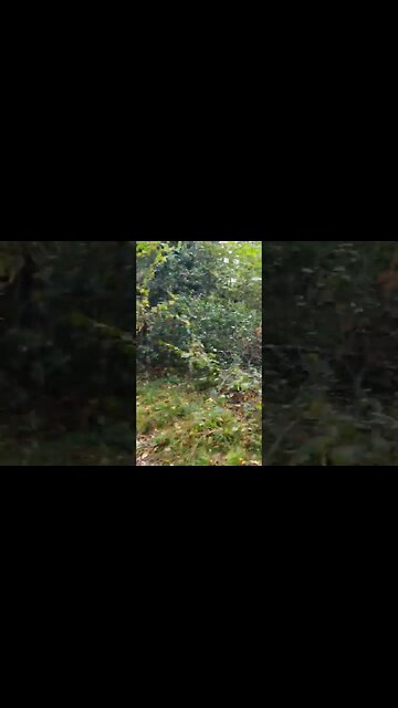 walking in Otterbourne woods Eastleigh speedlapse 13th Nov 2023