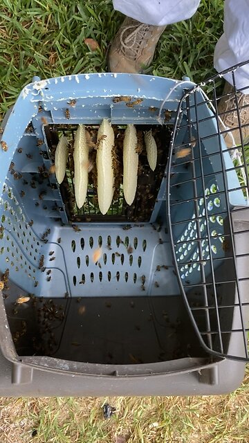 Flashback, missed upload, pillar queens comb inside cat carrier.