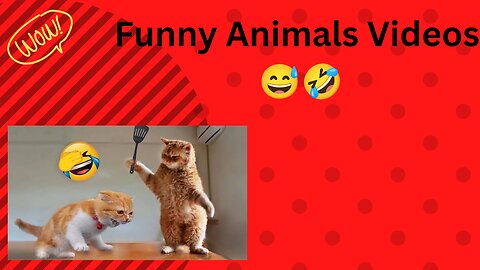 Funny cat videos