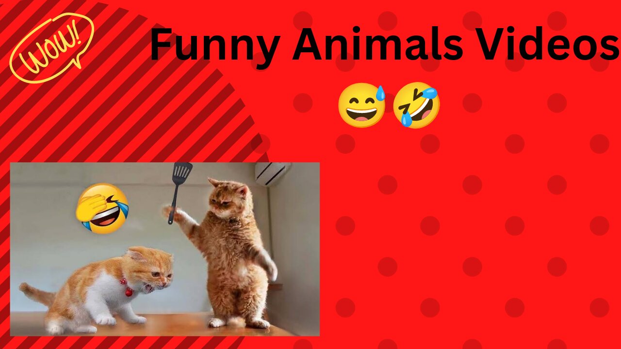 Funny cat videos