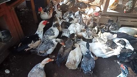 Muscovy Ducks, Having Breakfast