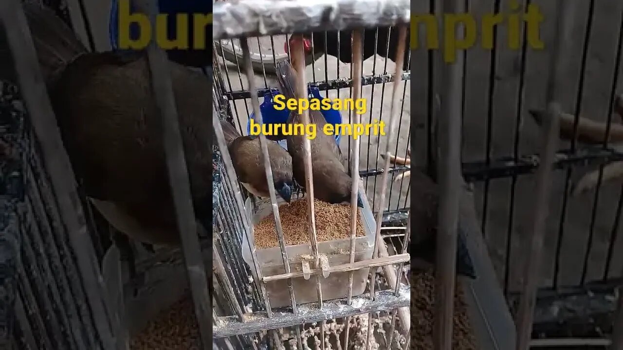 sepasang burung emprit, #short