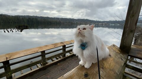 Cat Visits Ocean!