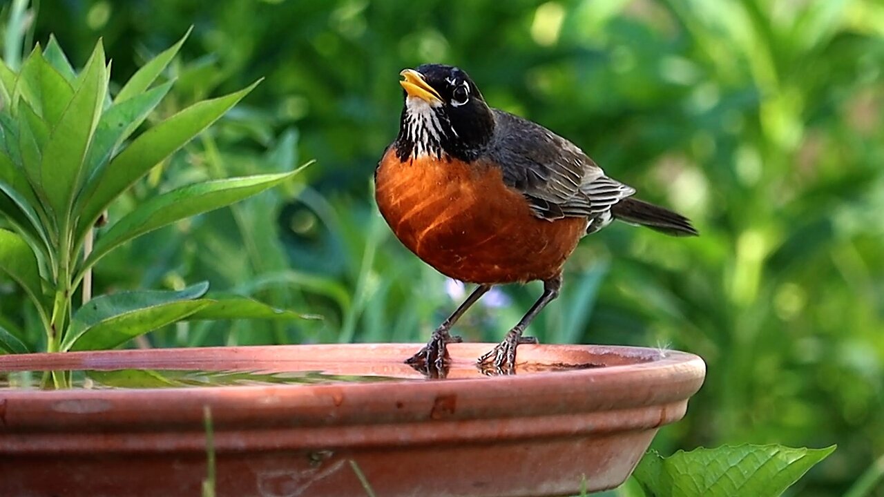 American Robin Drinking Water with Neat Light Reflections