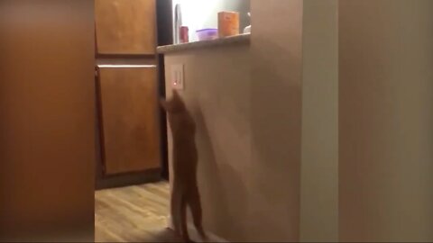 Cat Follows Laser And Hits Switches