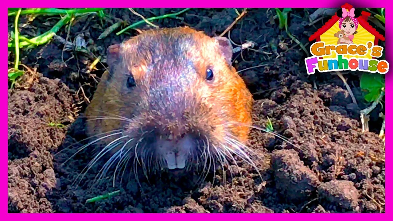 Cute Gopher Digging, Grace Thinks is a Beaver LOL