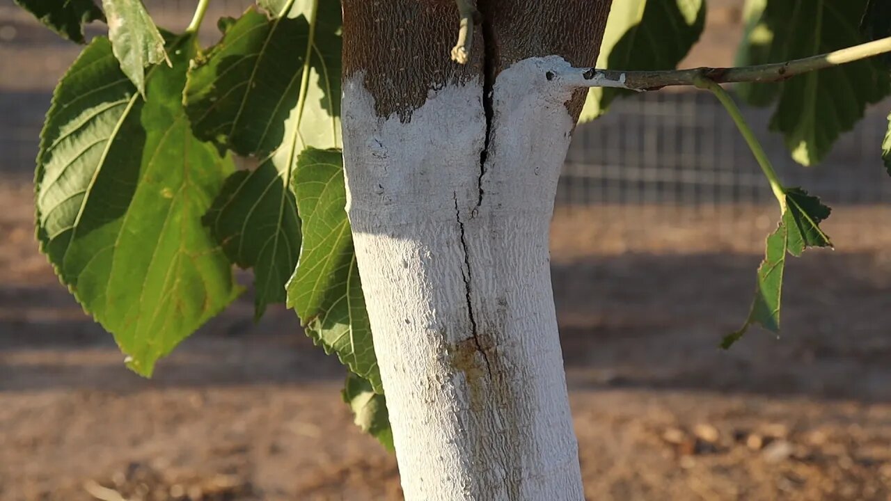 Our Mulberry is Splitting in Half! Can We Save It?