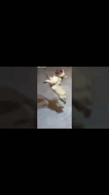 Cachorros fofos e engraçados #shorts