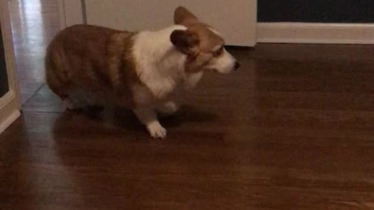 Quirky Corgi Slowly Backs Out Of Room For No Reason At All