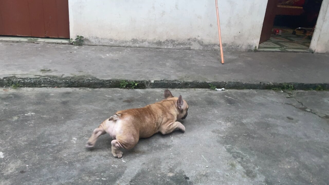 My puppy now walks by crawling, so funny Ep2 #shorts#dog