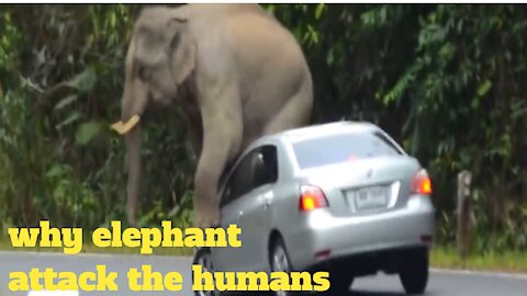 Angry elephant destroy every vehicale