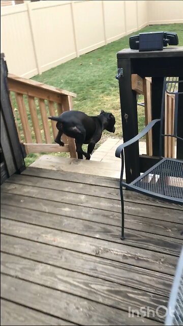 Baker the friendly Energetic Pitt