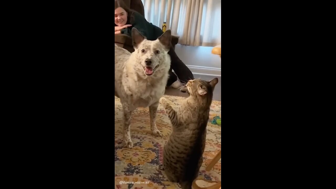 Funny animals moment caught on camera