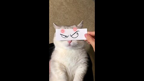 Funny Cat Expresstion with stickers 😂😂