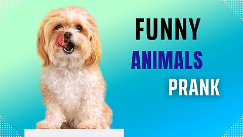 Funny animal prank vedio