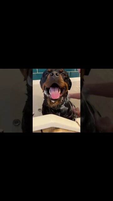 Rottweilers first groom: dog grooming...#shorts
