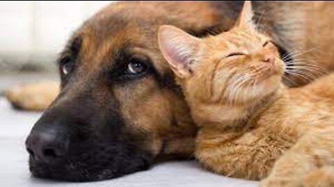 Top Funny Cat pets Videos Of The Week - Try Not To Laugh