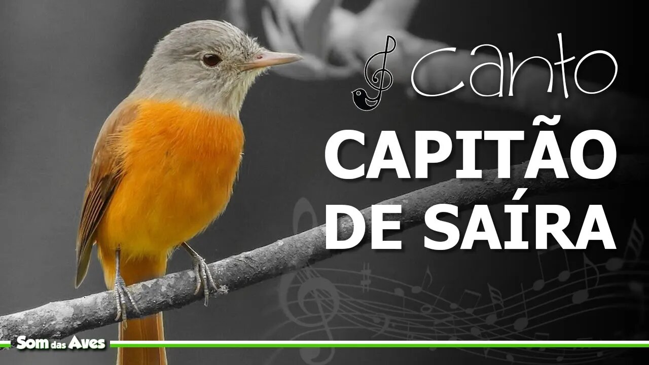 🎼O Canto do CAPITÃO DE SAÍRA (Attila Rufus) Tinguá Açu🌿