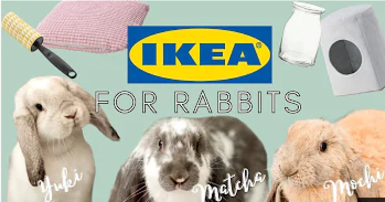 Things You Can Buy at IKEA For Rabbits | IKEA for Rabbits 2021